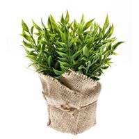 Kunstplant muizendoorn kruiden groen in pot 20 cm