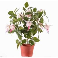 Fuchsia plant roze in pot 30 cm