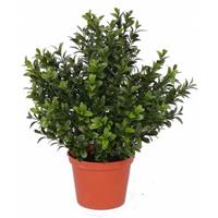 Kunst buxus plant in pot 31 cm