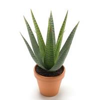 Kunstplant aloe vera groen in pot 23 cm - Kamerplant groene aloe vera