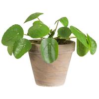 Leen Bakker Pannenkoekplant in basalt pot - levende plant