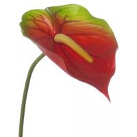 Bellatio Rood met groene anthurium 78 cm Rood