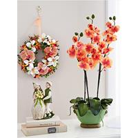 Igea Phalaenopsis  oranje