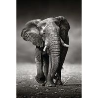 Afbeelding Elefant Wanderung, Reinders
