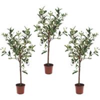 Bellatio 3x Kunstplant groene olijfboom 65 cm in betonlook pot Groen