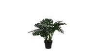 Mica Decorations Decorations monstera in plastic pot maat in cm: 60 x 80