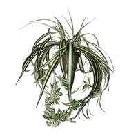 Mica Decorations Chlorophytum Kunstplant 45 cm