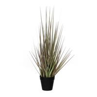 Mica Gras groen in plastic pot d10 cm h53 cm 