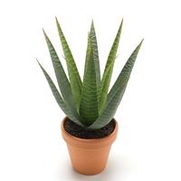 Bellatio Kantoor kunstplant aloe vera groen in terracotta pot 23 cm Groen