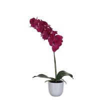 Manutan Phalaenopsis orchidee 60cm