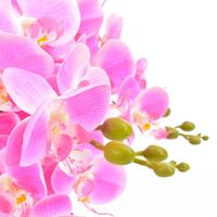 vidaXL Künstliche Orchidee mit Topf Rosa 60 cm Mehrfarbig