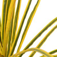 vidaXL Künstliche Pflanze Dracaena mit Topf Gelb 125 cm Mehrfarbig