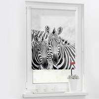 Seitenzugrollo Klemmfix Motiv Zebra, LICHTBLICK, Lichtschutz, ohne Bohren, freihängend