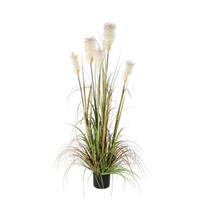 Pluimgras Foxtail 150cm