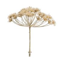 Leen Bakker Heracleum - beige - 43 cm