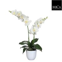 micadecorations Phalaenopsis creme in pot tusca wit d12 cm h66xd38 cm 