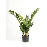 plantenwinkel.nl Kunstplant Zamioculcas Smaragd M