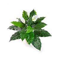 plantenwinkel.nl Kunstplant Spathiphyllum M