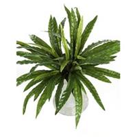 plantenwinkel.nl Kunstplant Asplenium M