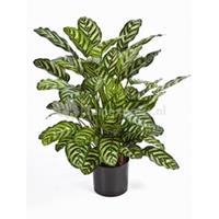 plantenwinkel.nl Kunstplant Calathea green M