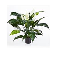 plantenwinkel.nl Kunstplant Spathiphyllum L