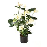 plantenwinkel.nl Kunstplant Anthurium cream