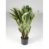 plantenwinkel.nl Kunstplant Calathea rufibarba wavestar M