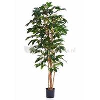 plantenwinkel.nl Kunstplant Coffea arabica M