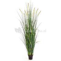 plantenwinkel.nl Kunstplant Foxtail wild grass XXL