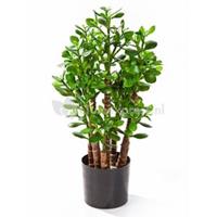 plantenwinkel.nl Kunstplant Crassula ovata M