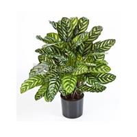 plantenwinkel.nl Kunstplant Calathea green L