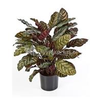 plantenwinkel.nl Kunstplant Calathea red L