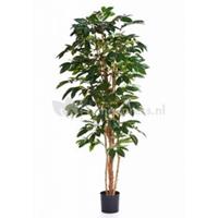 plantenwinkel.nl Kunstplant Coffea arabica L