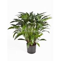 plantenwinkel.nl Kunstplant Calathea M