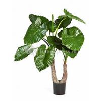 plantenwinkel.nl Kunstplant Alocasia calidora M