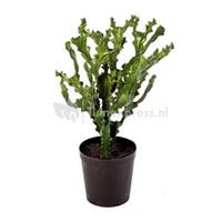 plantenwinkel.nl Kunstplant Mountain cactus XL