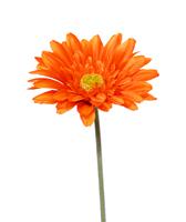 Gerbera kunst steelbloem 60 cm oranje