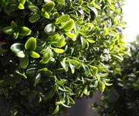 Buxus kunsttak 50cm - UV bestendig