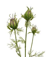 Nigella knop kunsttak 55 cm groen-paars