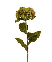 Sedum kunsttak 50 cm groen