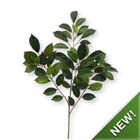 Ficus Folia Tak FR