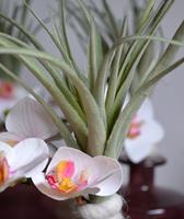 Tillandsia steker 20 cm
