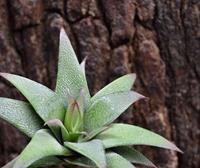 Haworthia kunst vetplant