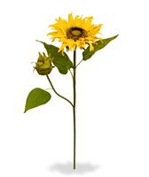 Zonnebloem kunsttak M Deluxe 55 cm