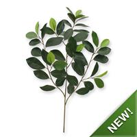 Ficus Compact Tak x 52 FR