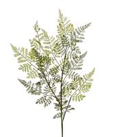 Athyrium Varen kunsttak 90 cm