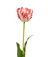 Van Gogh Tulp kunstbloem 70 cm rood-wit
