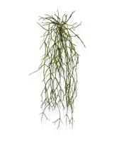 Rhipsalis Micrantha kunsthanger 55cm