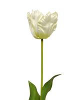 Van Gogh Tulp kunstbloem 70 cm creme