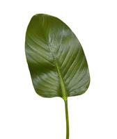 Zijden Strelitzia blad deluxe 75 cm
